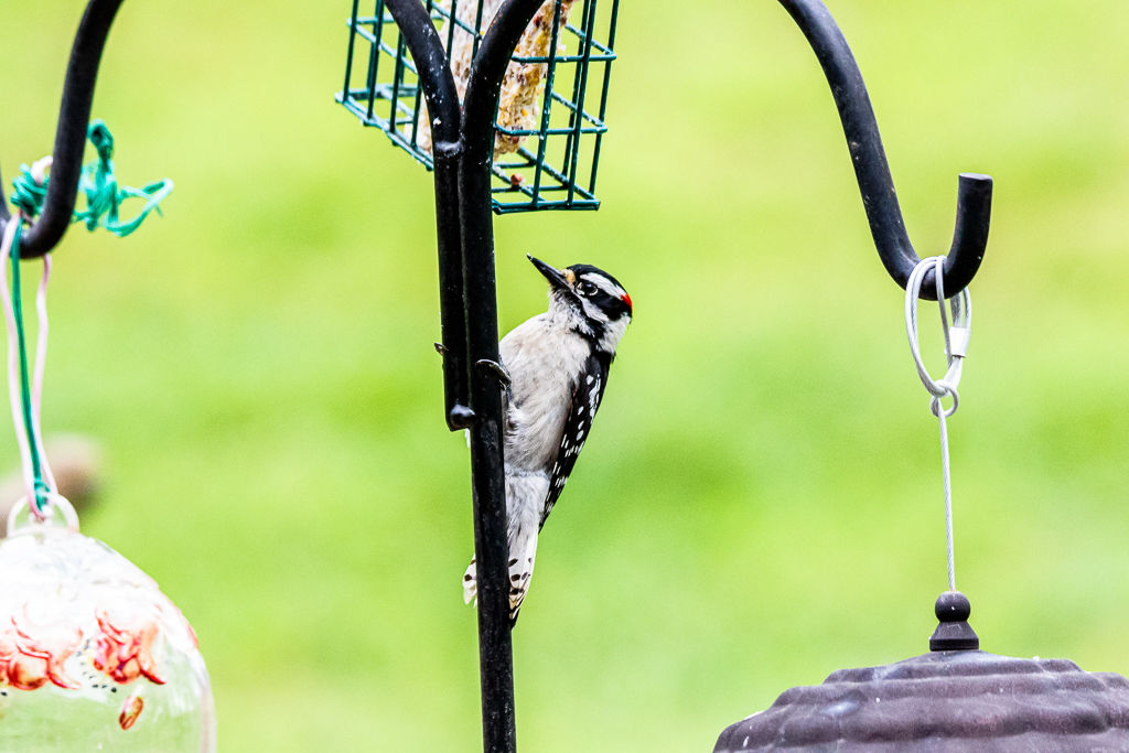 Backyard Birds NH-1875.jpg